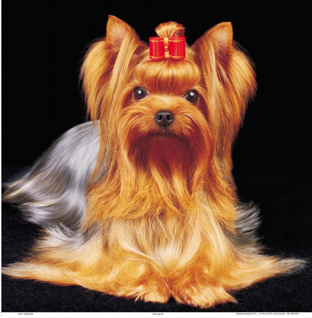 Cromos B 2020 Perrito Peludo - Almanaques Abedul Navarrete