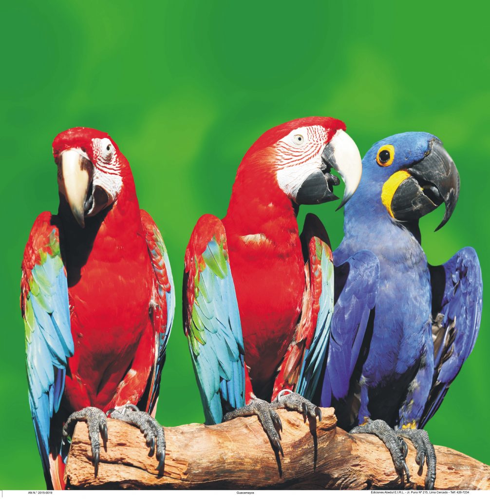 Almanaques calendarios publicitarios ABedul Ediciones Peru moreno navarrete Cromo B A